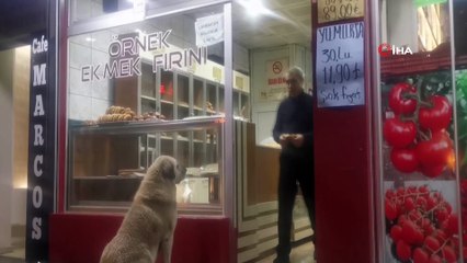 Köpeğin fırında ekmek nöbeti