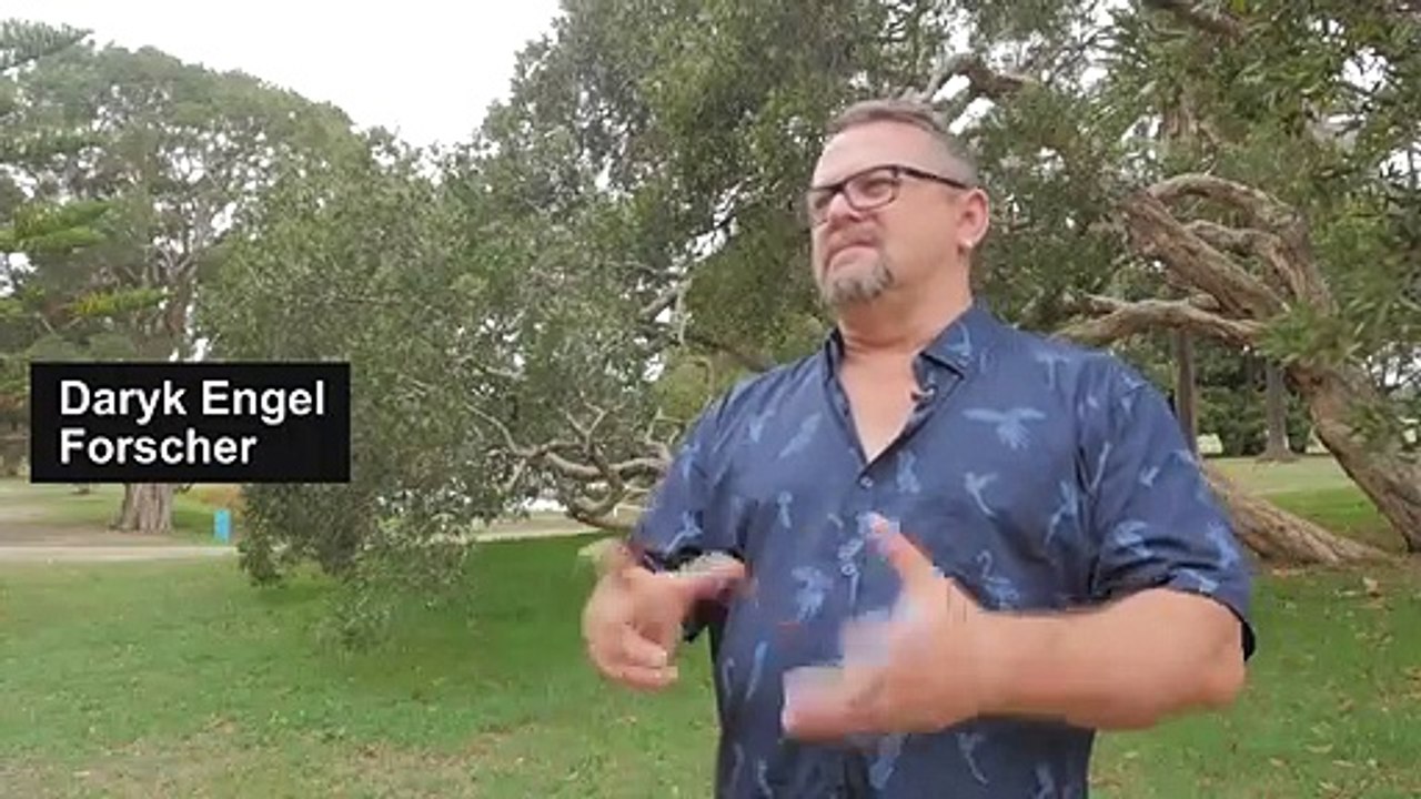 Buschfeuer? Kein Problem für Eukalyptus-Bäume