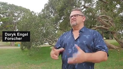 Buschfeuer? Kein Problem für Eukalyptus-Bäume