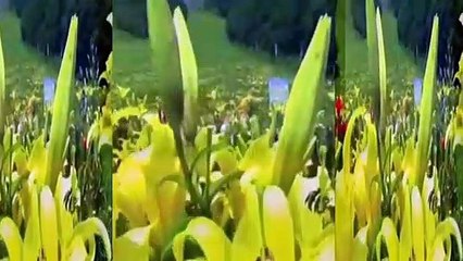 Ağlasam mı Gülsem mi Müzik İLGÜN SOYSEV sözler AYNUR AVCI.