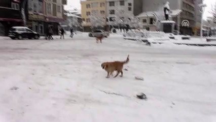 Sokak hayvanları için barınma alanlarına mama bırakıldı