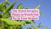 The 10 Worst Invasive Plants to Watch Out for in Your Region