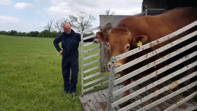 Limousin bull going to meet the cows on the pasture