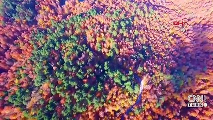 Dünyada 1 milyon tür risk altında