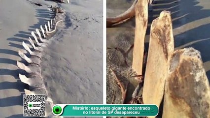 Mistério- esqueleto gigante encontrado no litoral de SP desapareceu