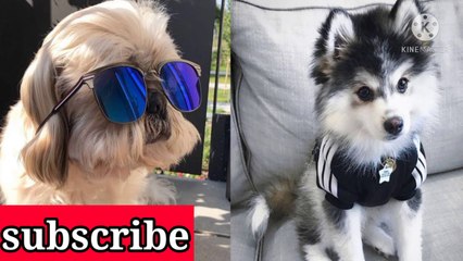 Cute and funney baby dogs compliatio #2