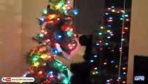 Funny Cats vs Christmas Trees - Funny Cats Christmas Compilation - part 2 WhateverFun!