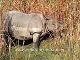 Indian Rhinoceros (Rhinoceros unicornis)