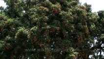 Lychee trees iun full fruit in Dehradun