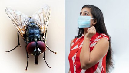 क्या मक्खियों से वाकई फैल सकता है Corona Virus, Research में आई चौंकाने वाली बात | Boldsky