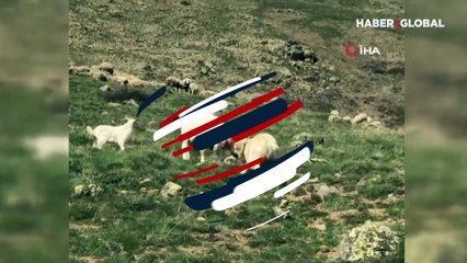 Çoban köpeğine kafa atan keçi şaşırttı