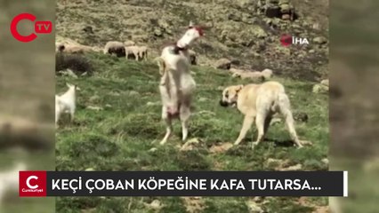 Keçi çoban köpeğine kafa tutarsa...