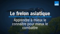 Frelon asiatique : apprendre à mieux le connaître pour mieux le combattre - 1 Introduction