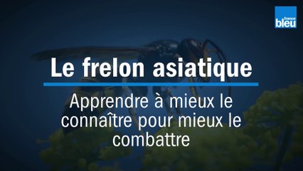 Frelon asiatique : apprendre à mieux le connaître pour mieux le combattre - 1 Introduction