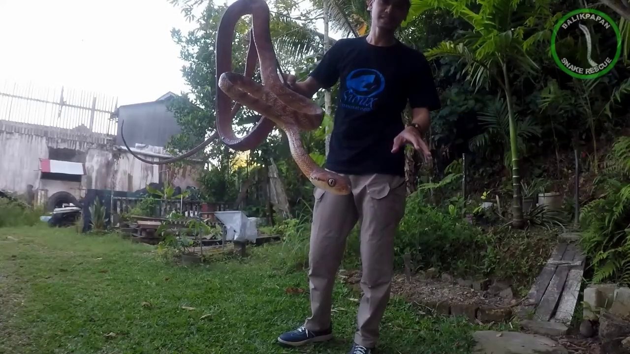 Mengenal Ular Pohon Coklat