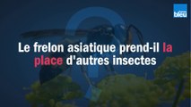Le frelon asiatique prend-il la place d'autres insectes ?