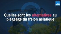 Quelles sont les alternatives au piégeage du frelon asiatique ?