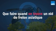Que faire quand on trouve un nid de frelon asiatique ?