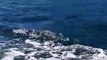 Leaping Orca Surprises Boat Passengers