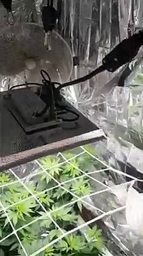 Ostia, lavatoio trasformato in serra di marijuana. 48enne arrestato dalla Polizia