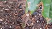 20210513_095405 BEAUTIFUL ROSE FLOWER PLANT, GREEN LEAVES, RAIN WATER DROPS ON PLANT