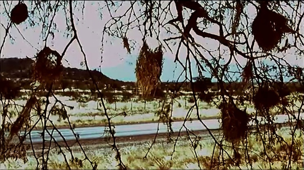 Trees