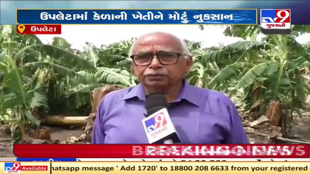 Cyclones Tauktae damaged horticulture crops, farmers distressed _ Upleta _ Tv9GujaratiNews