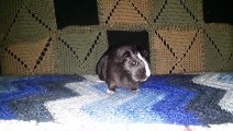 CAVIA PORCELLUS MARY 20200514_081729