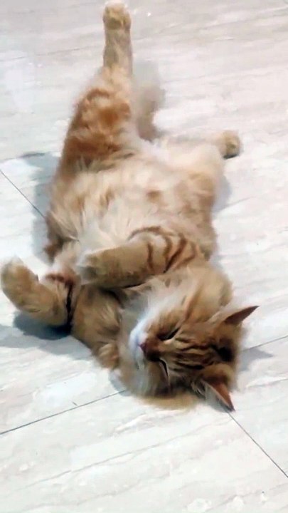 Funny Cat