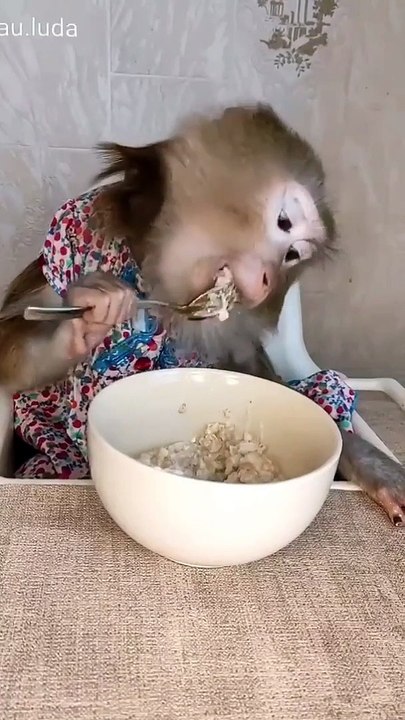 Ever seen a monkey eat like human
