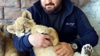 cute baby lion watching with their sweet owner