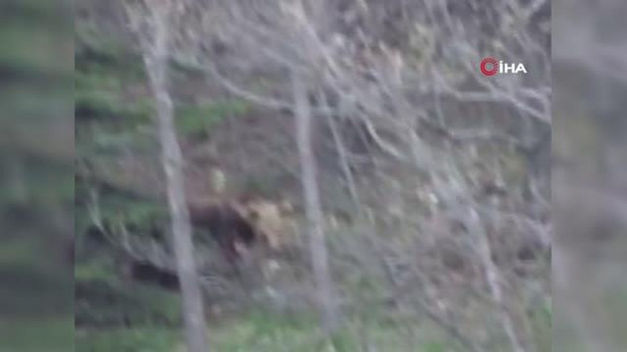 "Şu güzelliğe bak, ben seni yerim" dediği ayı dönüp poz verdi