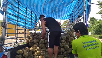 มุกดาหาร  ทางรอดยุคโควิดพนักงานขับรถขายทุเรียนเริ่มต้นราคา 3 บาท