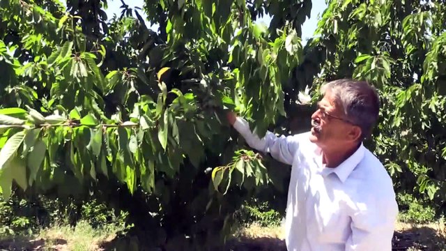 Malatya'nın tescilli 'dalbastı' kirazında verim olumsuz hava koşulları nedeniyle düştü
