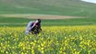 BİTLİS - Ahlat ovaları sarı düğün çiçekleriyle renklendi