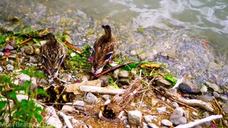 A Duck Life I Best Colorful Ducks Meditation Sleep I Relax & Get Your Zen On I Nature Relaxation I