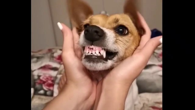 Troll Prank Dog Funny & fake Lion and Fake Tiger Prank To dog ,Huge Box Prank to dog _ Ep48_Troll ( 720 X 1280 )