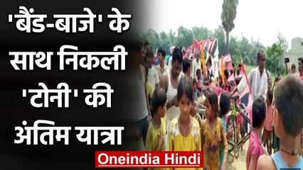 Samastipur: Band-Baaje के साथ निकली Dog 'Tony' की शव यात्रा, पूरा गांव हुआ शामिल | वनइंडिया हिंदी