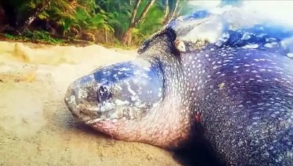 You go girl panel discussion (2) -19th May, 2021