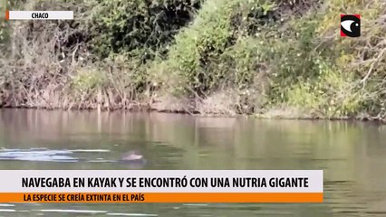 Navegaba en kayak y se encontró con una Nutria gigante