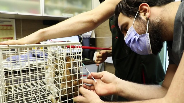 İZMİR - Kafası cam kavanoza sıkışan kedi, hayvanseverlerin seferber olmasıyla kurtarıldı