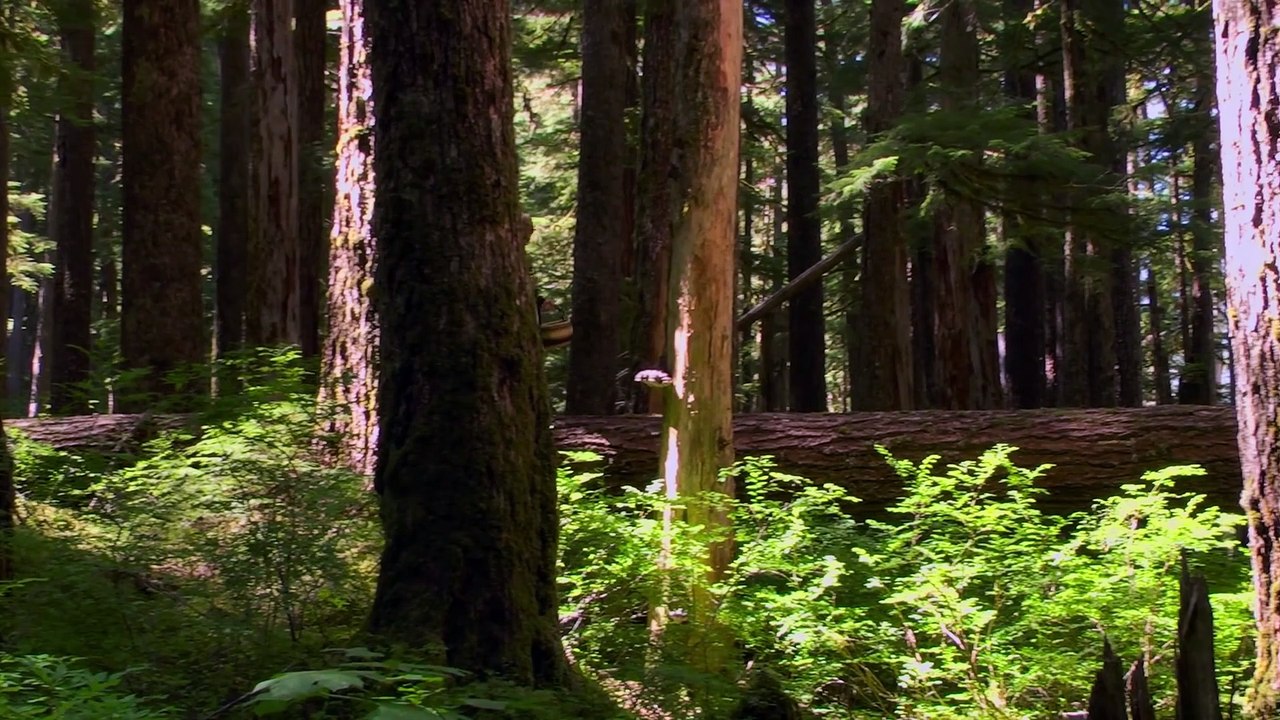 Fantastic Fungi - Trailer (English) HD