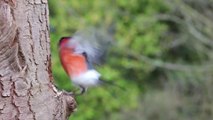 |Cute birds||which this birds best and cute||birds flying and eating|