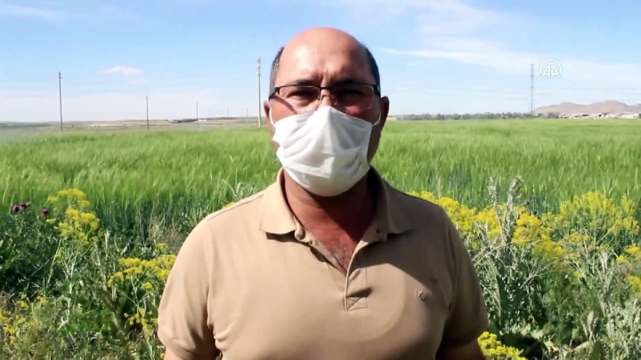 KONYA - Karapınar'da kuraklık nedeniyle yeraltı suyu kullanımı arttı