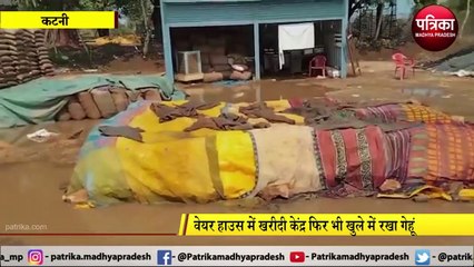 Download Video: KATNI: बारिश में भीगा खुले में रखा हजारों क्लिंटल गेहूं