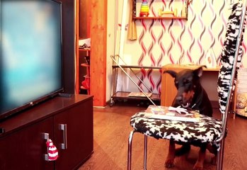 Clever Dog Fails the Patience Test Successfully