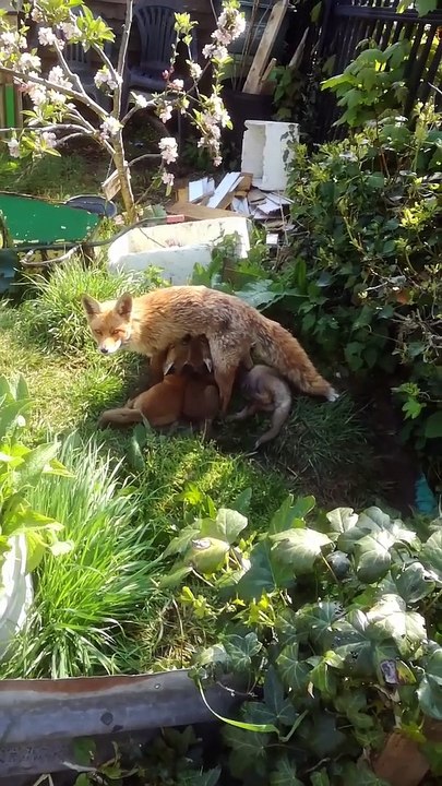 Family of Foxes Feeding