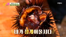 해녀가 갓 잡은 '달콤' 성게알 맛은?