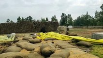 25 रुपए प्रति किलो खरीदी कर खुले में रखा 35 हजार बोरी धान मवेशियों का बना चारागाह