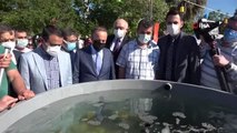 22 bin balık yavrusu Çanakkale Boğazı'na bırakıldı
